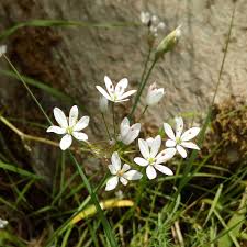Allium subhirsutum - Wikipedia, la enciclopedia libre