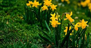 naturalized daffodil planting