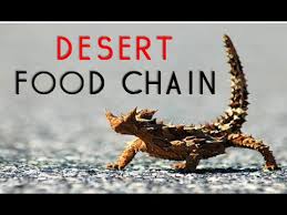 The desert ecosystem, so to speak, is devoid of crucial ingredients for life's survival, and hence, speaking in terms of correctness, 'limiting factors' pretty much sum up the definition of deserts. Desert Food Chain Desert Ecosystem Youtube