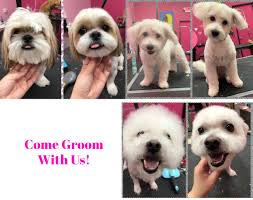 Our north plano, south plano, and richardson locations are now requiring reservations for daycare on fridays.just like our lodging and grooming services, our n. Pet Grooming Salon Cat Dog Grooming Spa In Las Vegas At Woof Gang Bakery Grooming Henderson
