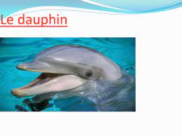 Le dauphin. Sommaire 1 - Le dauphin 6 – Un sauveur 2 - Sa nourriture 7 – En  mer 3 - Sa boisson 8 - Son ennemie 4 - Ou vivent-t- ils ? 9 - Les espèces.  - ppt télécharger