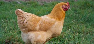 10 Breeds Of Chicken That Will Lay Lots Of Eggs For You