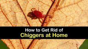 how do you get rid of chiggers in your