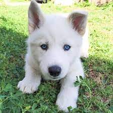 White Husky Puppy gambar png