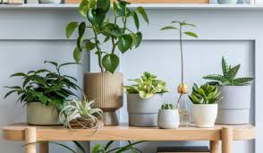 indoor plant pots enhance your e
