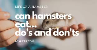 What Do Hamsters Eat Do S And Don Ts