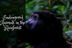 endangered s in the rainforest