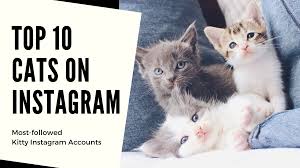 *azriel*lap cat**, a los angeles munchkin cat was adopted! Top 10 Cat Influencers On Instagram By Lyndsey Jin Socialbook Medium