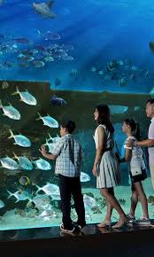 S E A Aquarium Singapore All You Need To Know Tips