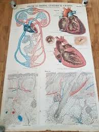 Details About Large Vintage American Frotise Circulation Anatomical Wall Chart Max Brodel