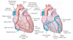 Emergency Cardiac Drugs Essential Facts For Nurses