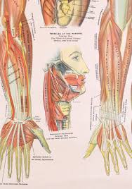 Antique Chart Of The Muscular System By Gustave H Michel