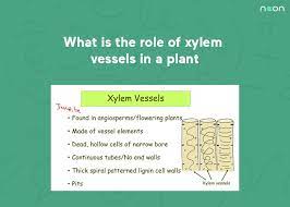 of xylem vessels in a plant