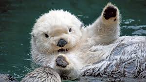 sea otter wallpapers top free sea