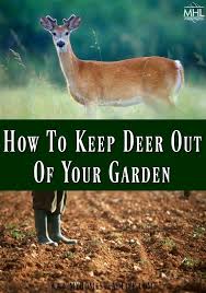 How To Keep Deer Out Of Your Garden