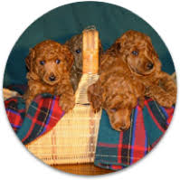 red poodle history gingerbred red