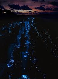 Resultado de imagen de bahia bioluminiscente vieques