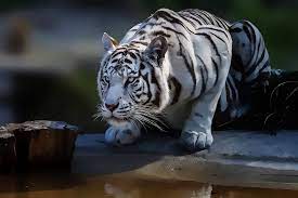 100 white tiger wallpapers