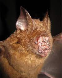 strange new leaf nosed bat found in vietnam