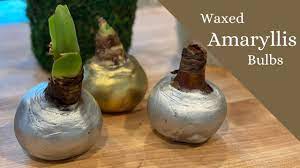 Waxed Amaryllis Bulbs | Easy How to Make Wax Coated Amaryllis Bulbs //  TheFlowerFanatic - YouTube