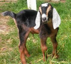 Boer goats are primarily raised and bred for meat production. 15 Best Goat Breeds For Pets Pethelpful By Fellow Animal Lovers And Experts
