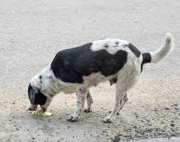 diarrhea vomiting in dogs vet