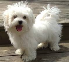 should i get a maltese how to know