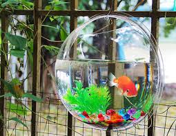 the pros and cons of using a wall fish bowl