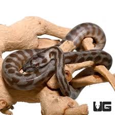 baby caramel jaguar carpet pythons het