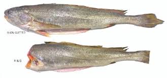 corvina fish kooth hgt at best