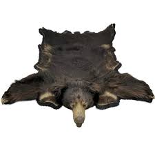 taxidermy sloth bear skin rug circa