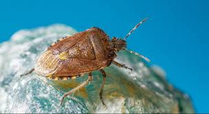 stink bugs in the pacific northwest