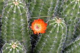 Taken at my home at the base of the superstition. Arizona Cactus Flowers Pictures Images Photo Galleries