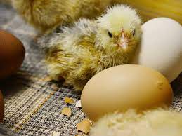 Новая технология обработки яиц повысит иммунитет цыплят - Индикатор