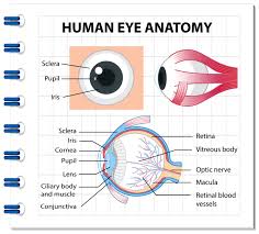 diagram of human eye anatomy with label