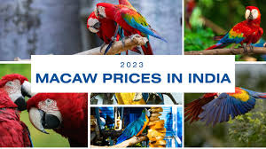 green wing macaw whatsapp 9014284059