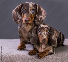dachshund puppies marble color on a