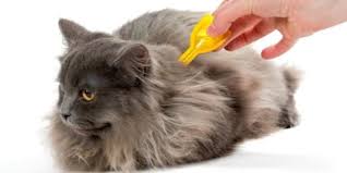 safe cat flea treatments preventive vet