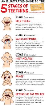 The 5 Stages Of Teething An Illustrated Guide
