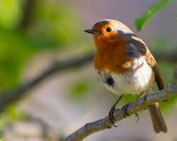 spiritual meaning of birds messages
