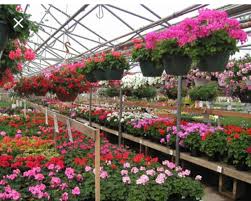 spring into flowers and planting