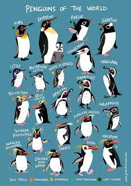 A Cool Penguin Identifier Chart Coolguides