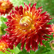 Get Dahlia Akita Summer Flowering Bulb