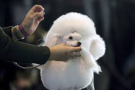 Instantly find any westminster kennel club dog show full episode available from all 2020 seasons with videos, reviews, news and more! 2019 Westminster Dog Show Day 2 Tv Coverage And Live Stream Schedule Bleacher Report Latest News Videos And Highlights