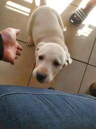 I have a litter of black and yellow labrador puppies, born 11/25/12.\r\nthey have had dewclaws removed, and will be ready to go to their new homes late january.\r\nthey will have had the first round o. Labrador Retriever Puppies For Sale Las Vegas Nv 316430