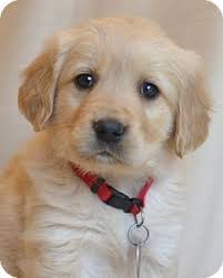 Golden retrievers are sturdy, strong, and kind, known for their adeptness at hunting and their strength of character. Enfield Ct Golden Retriever Meet Maggie A Puppy For Adoption Golden Retriever Cute Little Animals Golden Puppies