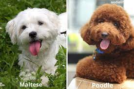 maltese vs poodle breed comparison key
