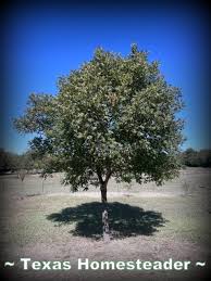 memorial tree planting guide texas