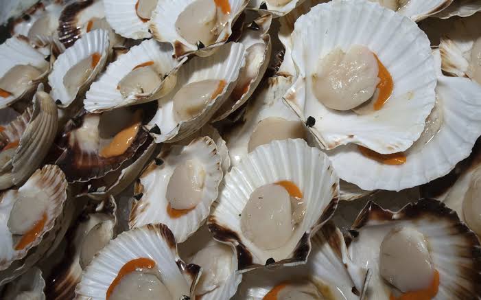 Scallops