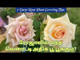 Seven Days Rose Plant Gardening Tips